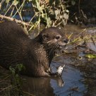 Otter (Amblonyx Cinerea)